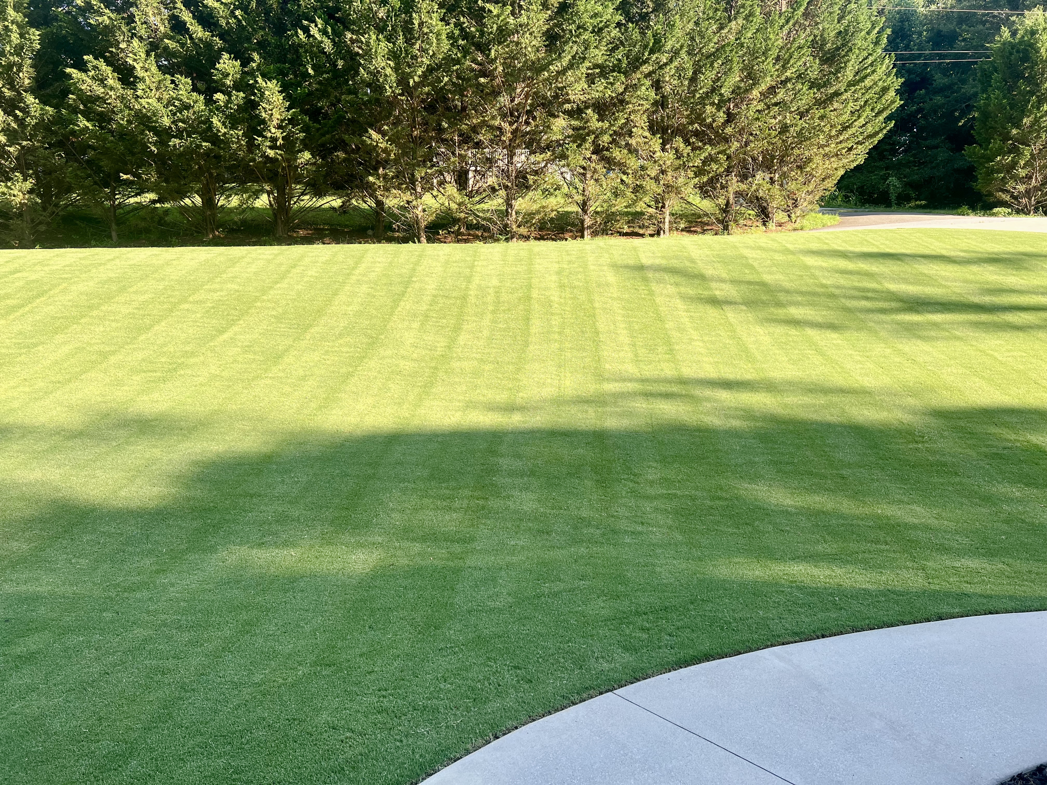 Professionally striped green lawn with evergreen privacy screen